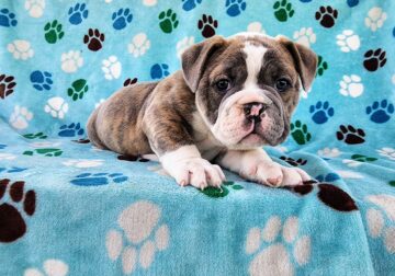 Janet – Olde Bulldog Puppy-Tri-Color