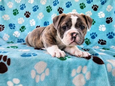 Janet – Olde Bulldog Puppy-Tri-Color