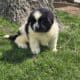 Akc registered Newfoundland puppy