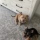 American pocket bully