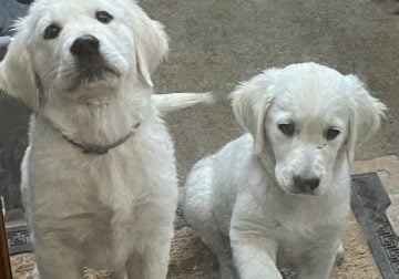 English Cream Goldens