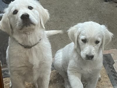English Cream Goldens
