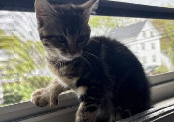 Free kittens looking for a home