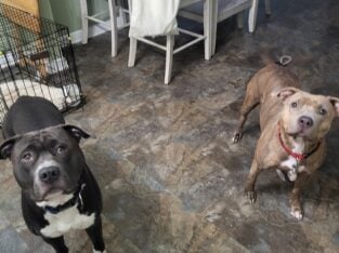 Staffy Brindle
