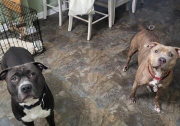 Staffy Brindle