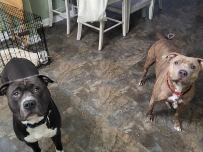 Staffy Brindle