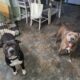 Staffy Brindle