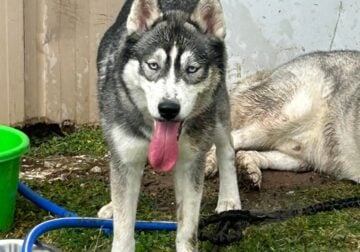 Playful and energetic puppy needs good home