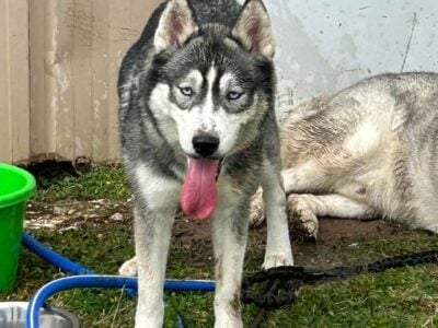 Playful and energetic puppy needs good home
