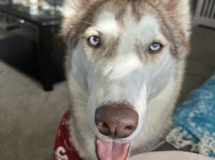 Eddy the Husky