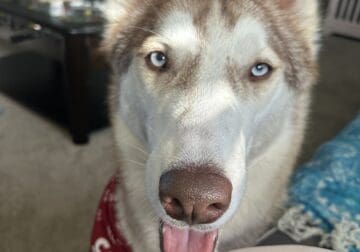 Eddy the Husky