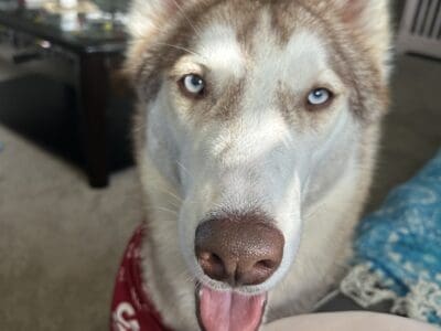 Eddy the Husky