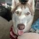 Eddy the Husky
