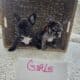 Six french bulldog puppies for sale