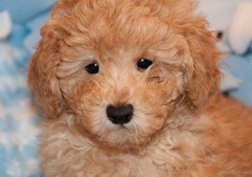 Purebred Miniature Poodles!