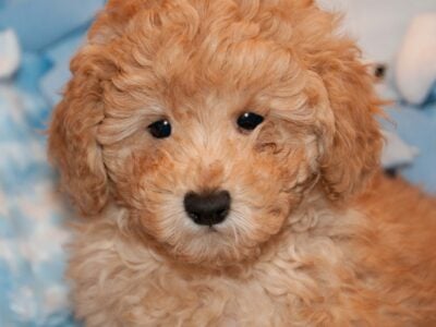Purebred Miniature Poodles!