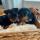 Cute Purebred Yorkshire Terrier AKA Yorkie Puppies