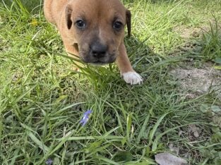 Female puppy #6