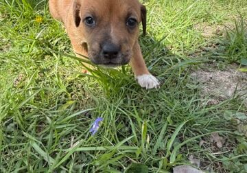 Female puppy #6