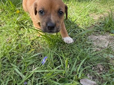 Female puppy #6