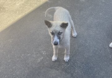 Husky Puppy for Adoption