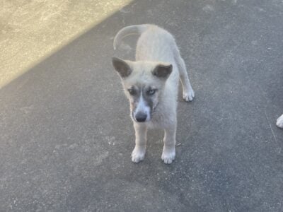Husky Puppy for Adoption