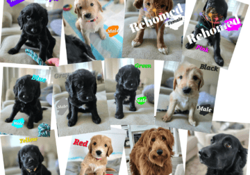 Golden Newfoundland Puppies for Rehoming
