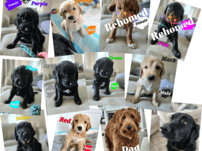 Golden Newfoundland Puppies for Rehoming