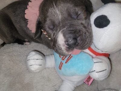 XL Bully Puppies For Sale ❤️
