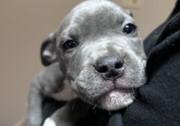 Pocket Pitbull Puppy