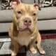 American pocket bully