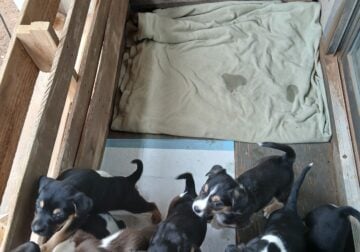 Puppies for adoption