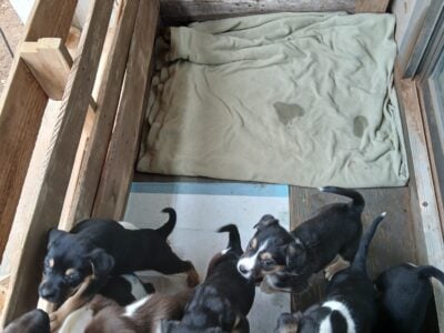 Puppies for adoption
