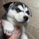 Husky puppies