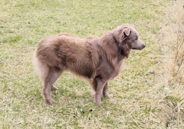 Solid lilac Australian Shepard