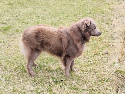 Solid lilac Australian Shepard