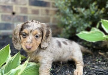 Dachshunds