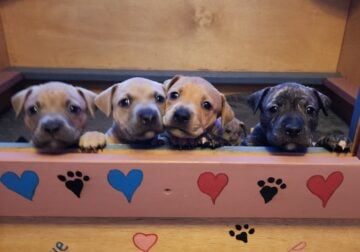 Amstaff mix puppies