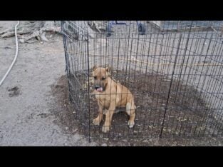Puppies