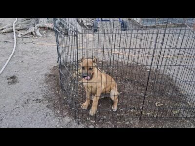 Puppies