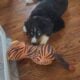Bernese Mountain Dog