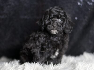 Sirus AKC Poodle Male IVDD Clear