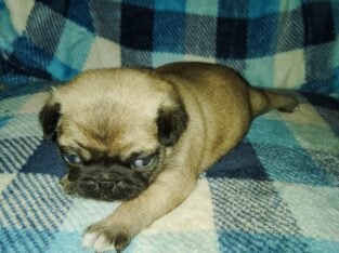 Pug puppies