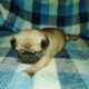 Pug puppies