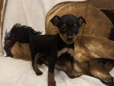 Miniature Pinscher Puppy