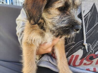 Heeler Spaniel Mix Puppies