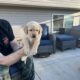 Adorable yellow labs for sale