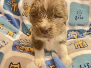 AKC Newfoundland Puppies – Pink – Female – Fennec