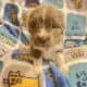 AKC Newfoundland Puppies – Pink – Female – Fennec