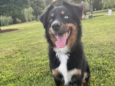Australian shepherd stud